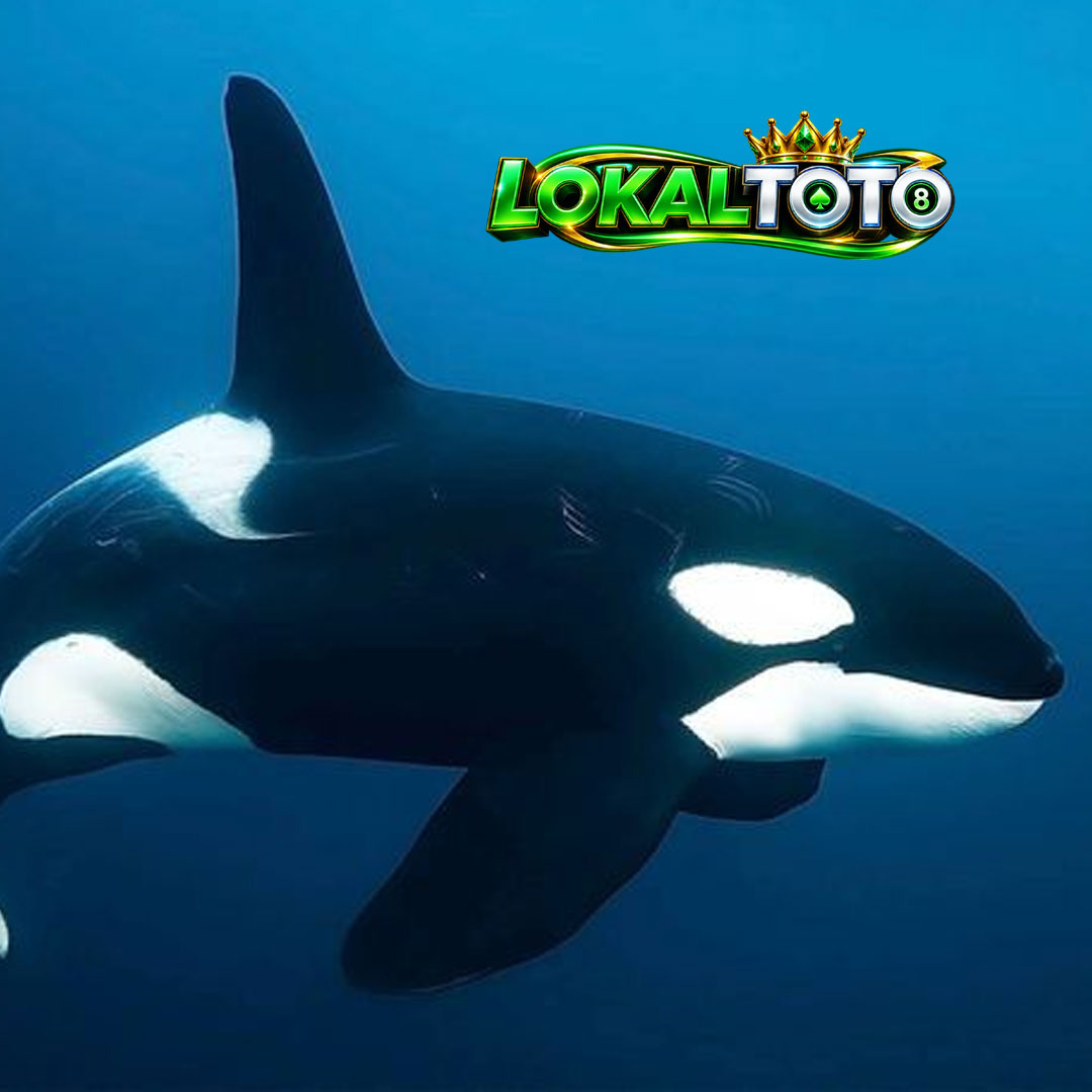 LOKALTOTO : Area > Area Publik Situs Togel Online, Akses Mudah Tanpa Ribet Untuk Pemula